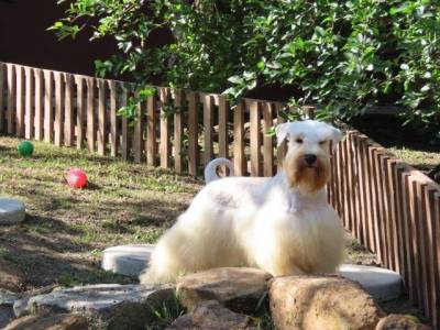 Schnauzer Miniatura Macho Branco Tajj Mahall Doze Meses Oportunidade nica J Castrado Curitiba