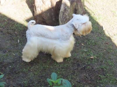 Schnauzer Miniatura Macho Branco Tajj Mahall Doze Meses Oportunidade nica J Castrado Curitiba