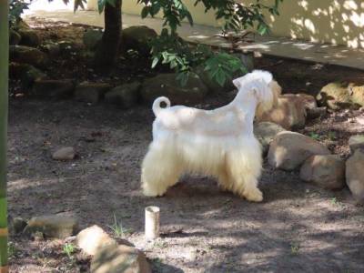 Schnauzer Miniatura Macho Branco Tajj Mahall Doze Meses Oportunidade nica J Castrado Curitiba