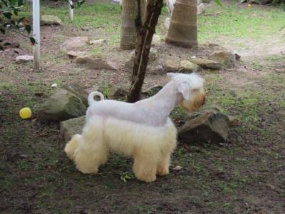 Schnauzer Miniatura Macho Branco Tajj Mahall Doze Meses Oportunidade nica J Castrado Curitiba