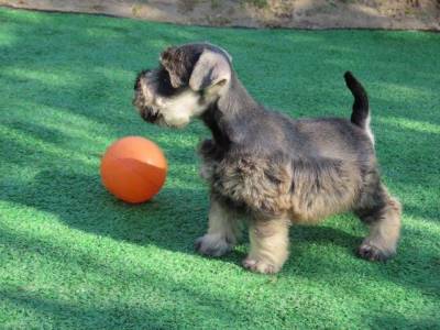 Schnauzer Miniatura Fmea Sal e Pimenta Microchipada Canil Tajj Mahall Lindssima Curitiba