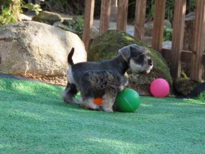 Schnauzer Miniatura Fmea Sal e Pimenta Microchipada Canil Tajj Mahall Lindssima Curitiba