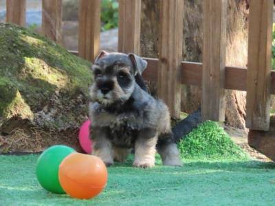 Schnauzer Miniatura Fmea Sal e Pimenta Microchipada Canil Tajj Mahall Lindssima Curitiba