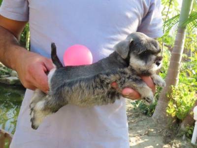 Schnauzer Miniatura Fmea Sal e Pimenta Microchipada Canil Tajj Mahall Lindssima Curitiba