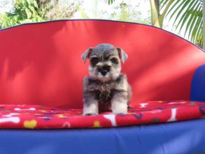 Schnauzer Miniatura Fmea Sal e Pimenta Microchipada Canil Tajj Mahall Lindssima Curitiba