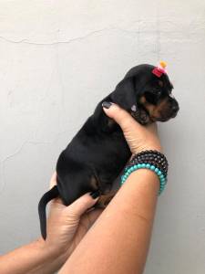 dachshund mini teckel ultima linda fmea preto canela parcentrego hoje