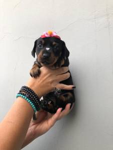 dachshund mini teckel ultima linda fmea preto canela parcentrego hoje