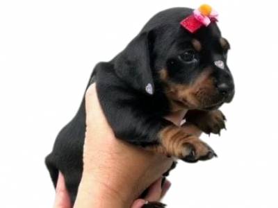 dachshund mini teckel ultima linda fmea preto canela parcentrego hoje