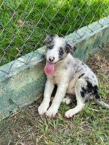 AQUI O SEU BORDER COLLIE TEM QUALIDADE VETERINRIA DE CRIAA