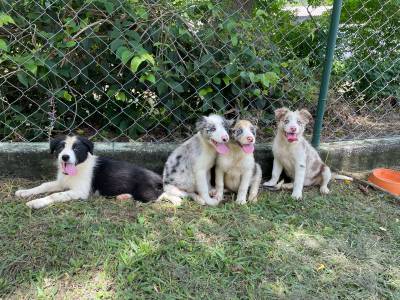 AQUI O SEU BORDER COLLIE TEM QUALIDADE VETERINRIA DE CRIAA
