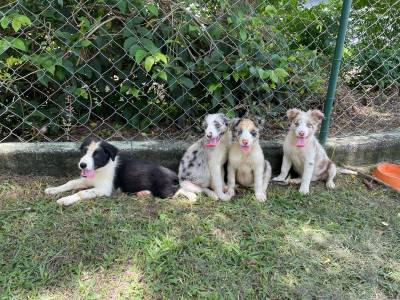 AQUI O SEU BORDER COLLIE TEM QUALIDADE VETERINRIA DE CRIAA