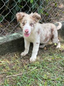 AQUI O SEU BORDER COLLIE TEM QUALIDADE VETERINRIA DE CRIAA