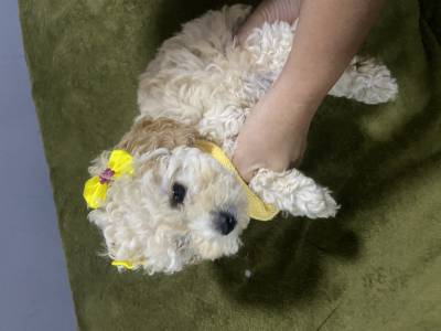 FILHOTE DE POODLE TOY MACHO E FMEA