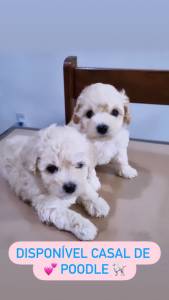 FILHOTE DE POODLE TOY MACHO E FMEA