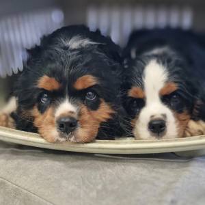 Filhote Cavalier KIng Charles Spaniel machos tricolor