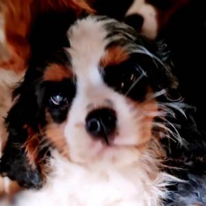Filhote Cavalier KIng Charles Spaniel machos tricolor