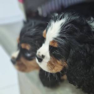 Filhote Cavalier KIng Charles Spaniel machos tricolor