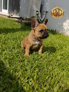 Cachorros Bulldog Francs com Lop e Afixo
