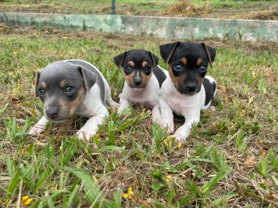 FILHOTINHOS DE FOX PAULISTINHAS EM PROMOO E CRIADOS POR VETERINRIA