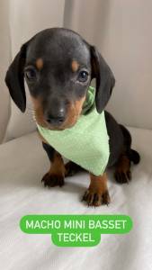 FILHOTE DE BASSET TECKEL MACHO