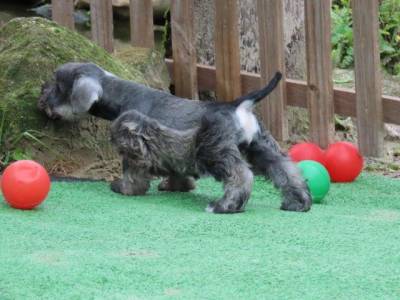 Schnauzer Miniatura Macho Tajj Mahall Cor Sal e Pimenta lindssimo Microchipado Vacinas Importadas