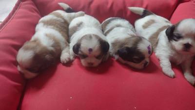 SHIH TZÚS PARA COLORIREM A SUA PRIMAVERA CÃES LINDOS CRIADOS POR MÉDICA VETERINÁRIA SHIH TZÚS PARA COLORIREM A SUA PRIMAVERA CÃES LINDOS CRIADOS POR MÉDICA VETERINÁRIA