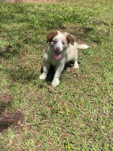 CONFIRA AS FOTOS REAIS DE NOSSOS FILHOTES DE BORDER COLLIE  CES CRIADOS POR MDICA VET