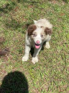 NOSSOS FILHOTES DE BORDER COLLIE ESTO UM ESPETCULO