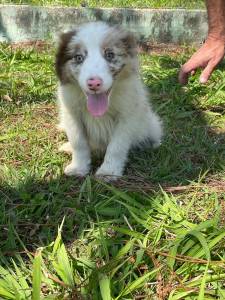 NOSSOS FILHOTES DE BORDER COLLIE ESTO UM ESPETCULO