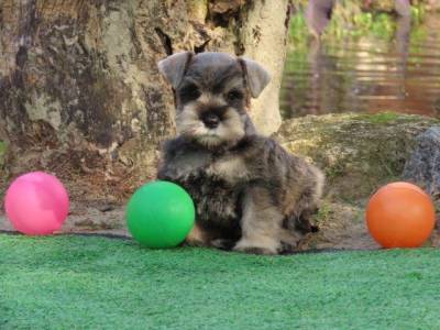 Schnauzer Miniatura Tajj Mahall Microchip Macho Sal e Pimenta Maravilhoso Curitiba  Muita Beleza