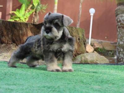 Schnauzer Miniatura Tajj Mahall Microchip Macho Sal e Pimenta Maravilhoso Curitiba  Muita Beleza