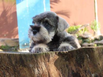 Schnauzer Miniatura Tajj Mahall Microchip Macho Sal e Pimenta Maravilhoso Curitiba  Muita Beleza