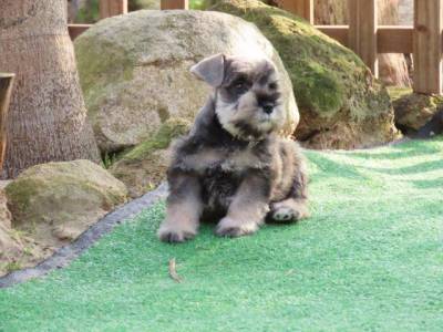 Schnauzer Miniatura Tajj Mahall Microchip Macho Sal e Pimenta Maravilhoso Curitiba  Muita Beleza
