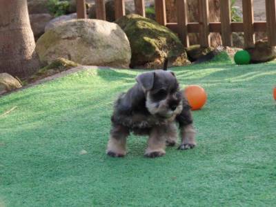 Schnauzer Miniatura Tajj Mahall Microchip Macho Sal e Pimenta Maravilhoso Curitiba  Muita Beleza