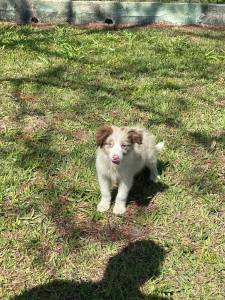 FILHOTES DE BORDER COLLIE DO MAIS ALTO PADRO CES LINDOS