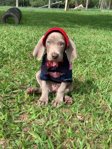 VENHA BUSCAR O SEU WEIMARANER COM A GENTE VALE A PENA CES CRIADOS POR MDICA VET