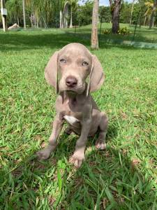 VENHA BUSCAR O SEU WEIMARANER COM A GENTE VALE A PENA CES CRIADOS POR MDICA VET