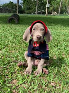 VENHA BUSCAR O SEU WEIMARANER COM A GENTE VALE A PENA CES CRIADOS POR MDICA VET