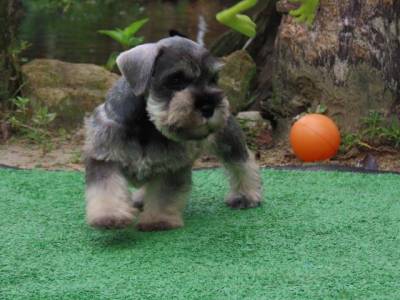 Schnauzer Miniatura Filhote Macho Tajj Mahall Sal e Pimenta Curitiba Trs doses da Vacina Importada