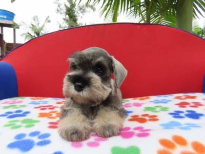 Schnauzer Miniatura Filhote Macho Tajj Mahall Sal e Pimenta Curitiba Trs doses da Vacina Importada
