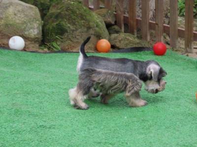 Schnauzer Miniatura Filhote Macho Tajj Mahall Sal e Pimenta Curitiba Trs doses da Vacina Importada