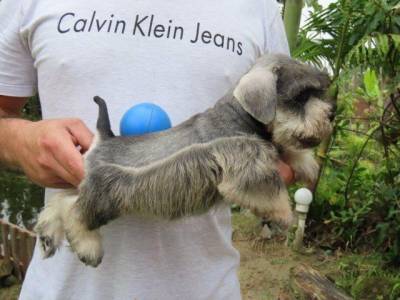 Schnauzer Miniatura Filhote Macho Tajj Mahall Sal e Pimenta Curitiba Trs doses da Vacina Importada