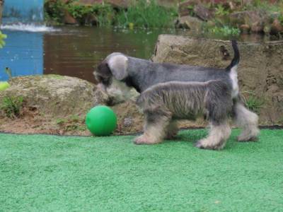 Schnauzer Miniatura Filhote Macho Tajj Mahall Sal e Pimenta Curitiba Trs doses da Vacina Importada