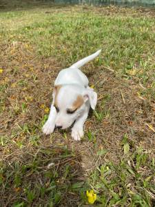 VENHA BUSCAR O SEU JACK RUSSEL COM A GENTE CES LINDOS CRIADOS POR MDICA VETERINRIA