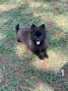 GRACINHAS DE SPITZ ALEMES AQUI CES CRIADOS POR MDICA VETERINRIA