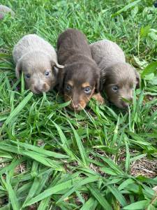 DELICIOSAS SALSICHINHAS PARA COLORIREM A SUA PRIMAVERA CES CRIADOS POR MDICA VETERINRIA