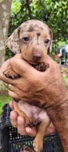 NASCERAM TECKELS CHOCOLATE E PIEBALD LINDOS E SUPER SAUDVEIS PORQUE SO CRIADOS POR VETERINRIA