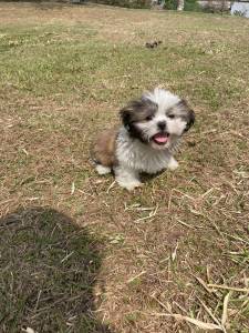 APROVEITE O FINAL DE SEMANA E VENHA BUSCAR O SEU SHIH TZ COM A GENTE CES LINDOS