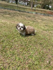 APROVEITE O FINAL DE SEMANA E VENHA BUSCAR O SEU SHIH TZ COM A GENTE CES LINDOS