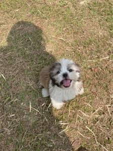 APROVEITE O FINAL DE SEMANA E VENHA BUSCAR O SEU SHIH TZ COM A GENTE CES LINDOS